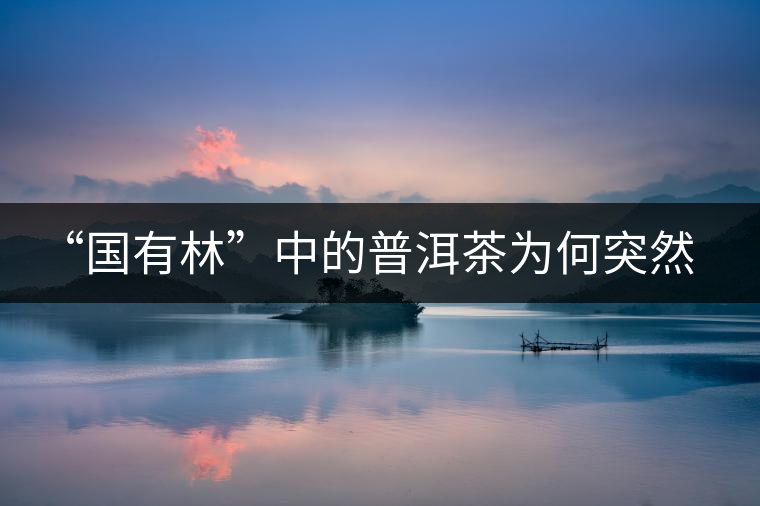 “國(guó)有林”中的普洱茶為何突然受追捧？
