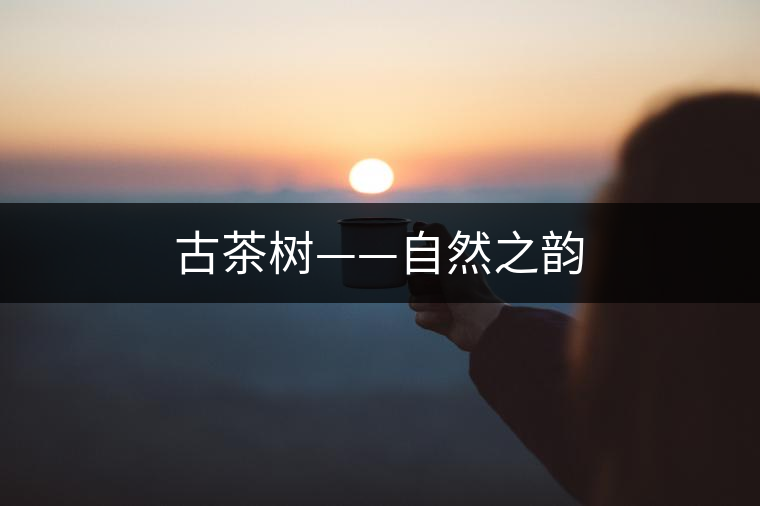 古茶樹——自然之韻