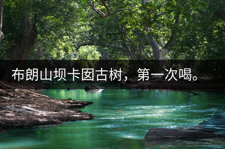 布朗山壩卡囡古樹，第一次喝。感覺不錯(cuò)，這茶不苦