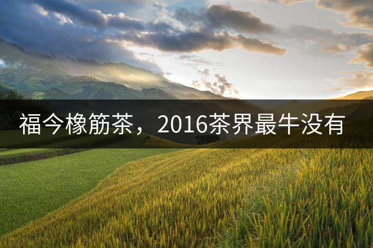 福今橡筋茶，2016茶界最牛沒有之一