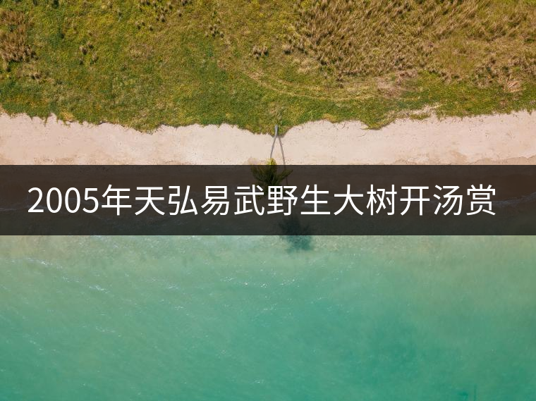 2005年天弘易武野生大樹(shù)開(kāi)湯賞析