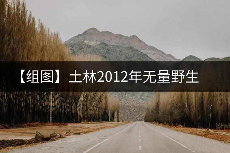 【組圖】土林2012年無量野生蘑菇緊茶開湯