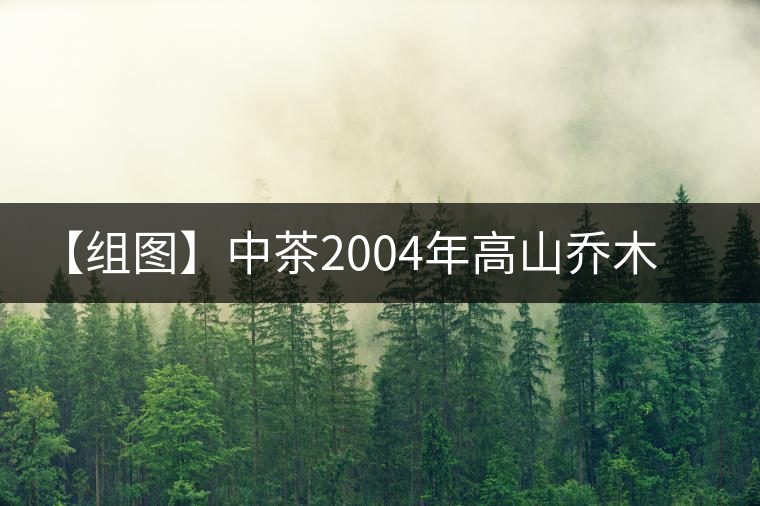 【組圖】中茶2004年高山喬木雨前茶開湯