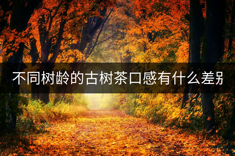 不同樹齡的古樹茶口感有什么差別？