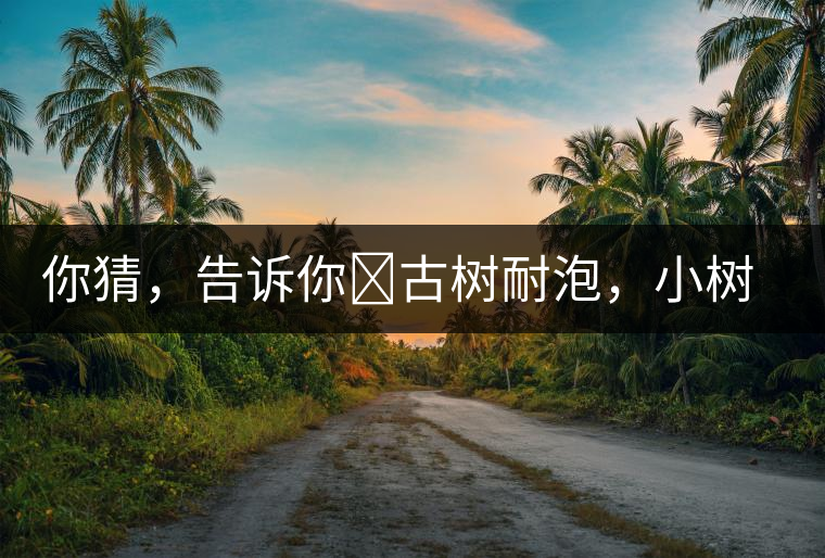 你猜，告訴你?古樹耐泡，小樹、臺(tái)地不耐泡都是什么心理？