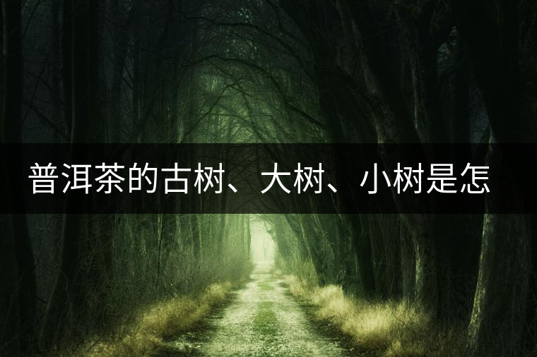 普洱茶的古樹、大樹、小樹是怎樣劃分的？