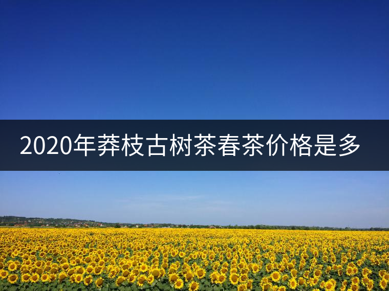 2020年莽枝古樹茶春茶價格是多少錢？