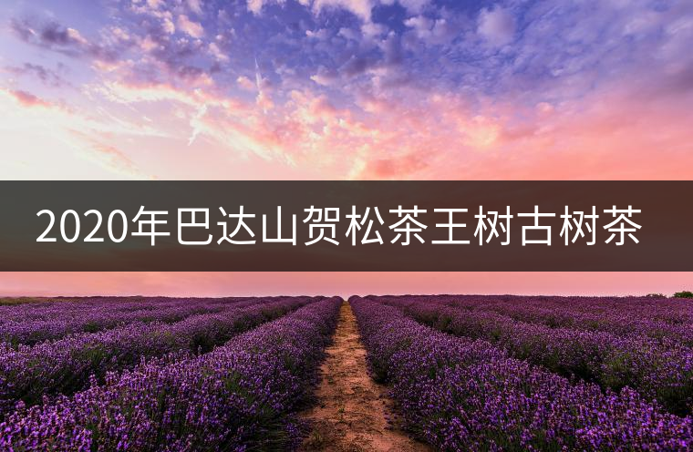 2020年巴達(dá)山賀松茶王樹古樹茶特點(diǎn) 2020年巴達(dá)山賀松茶王樹古樹茶特點(diǎn)