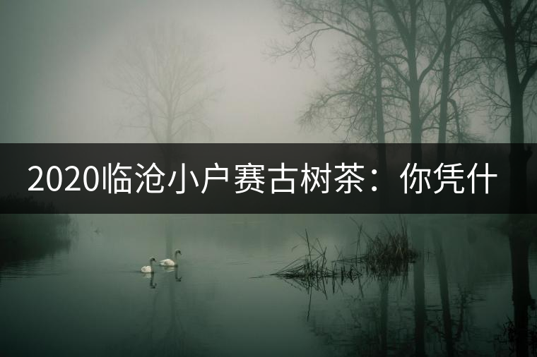 2020臨滄小戶賽古樹茶:你憑什么當(dāng)冰島賣? 2020臨滄小戶賽古樹茶:你憑什么當(dāng)冰島賣?