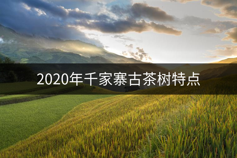 2020年千家寨古茶樹特點