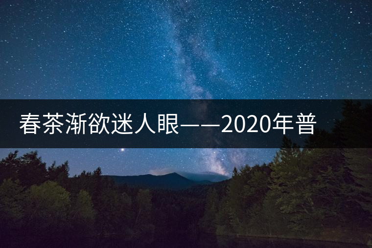 春茶漸欲迷人眼——2020年普洱春茶上市，可別買假了