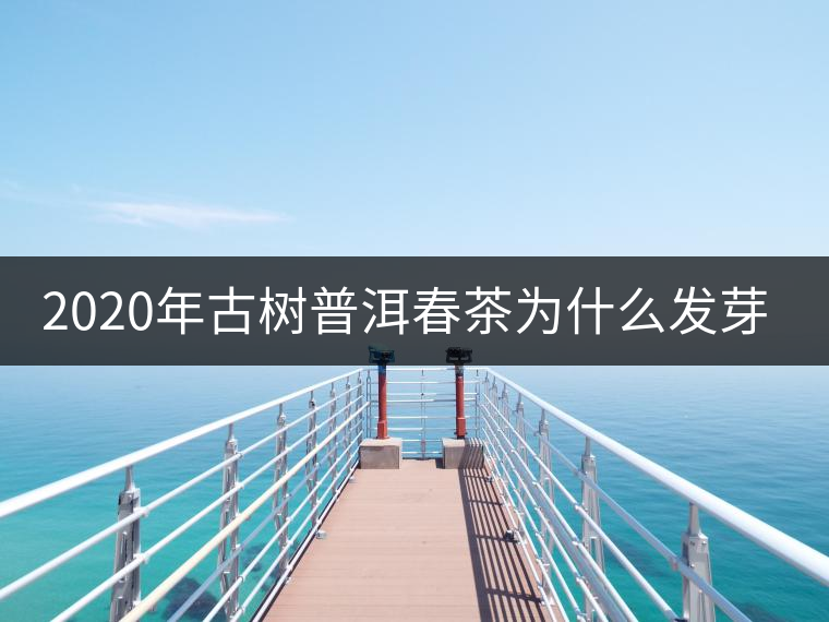 2020年古樹(shù)普洱春茶為什么發(fā)芽較晚？
