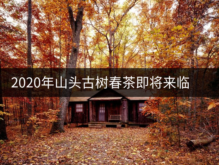 2020年山頭古樹春茶即將來臨，開啟山頭茶的既然是它