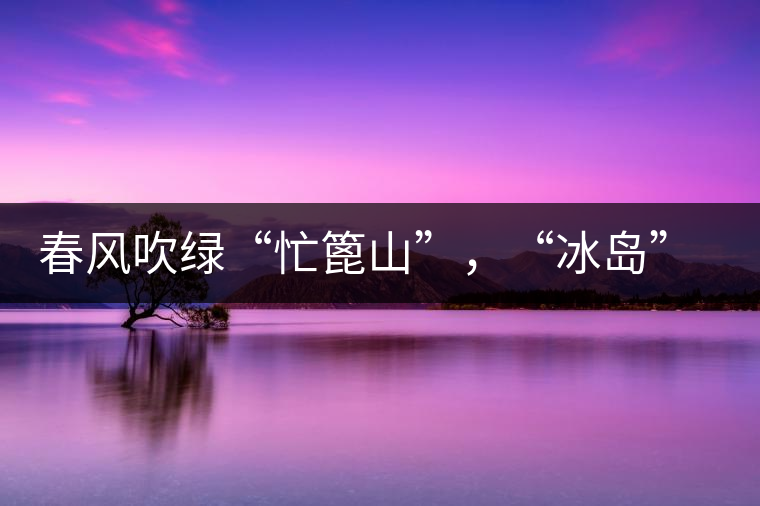 春風(fēng)吹綠“忙篦山”，“冰島”“老寨”春茶香