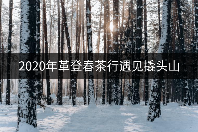 2020年革登春茶行遇見撬頭山