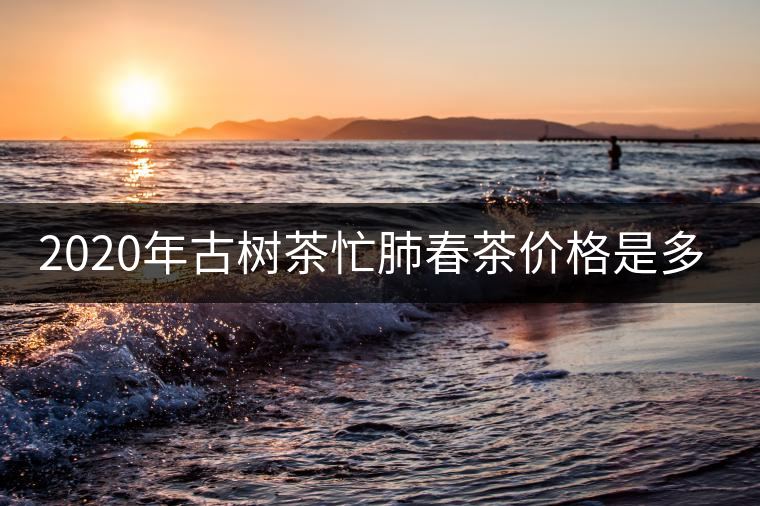 2020年古樹茶忙肺春茶價(jià)格是多少？