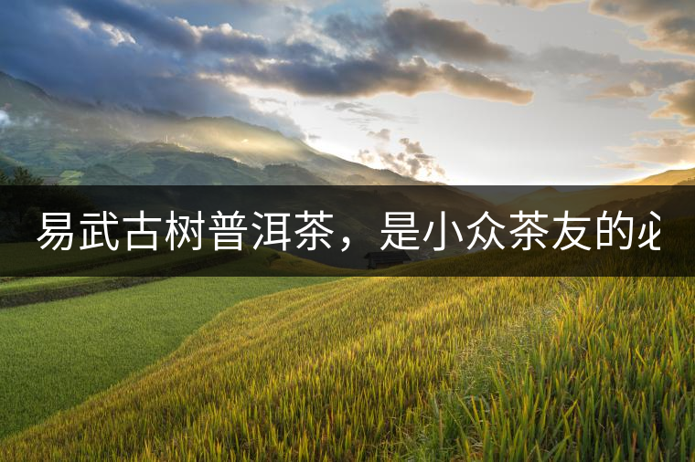 易武古樹普洱茶，是小眾茶友的必選？