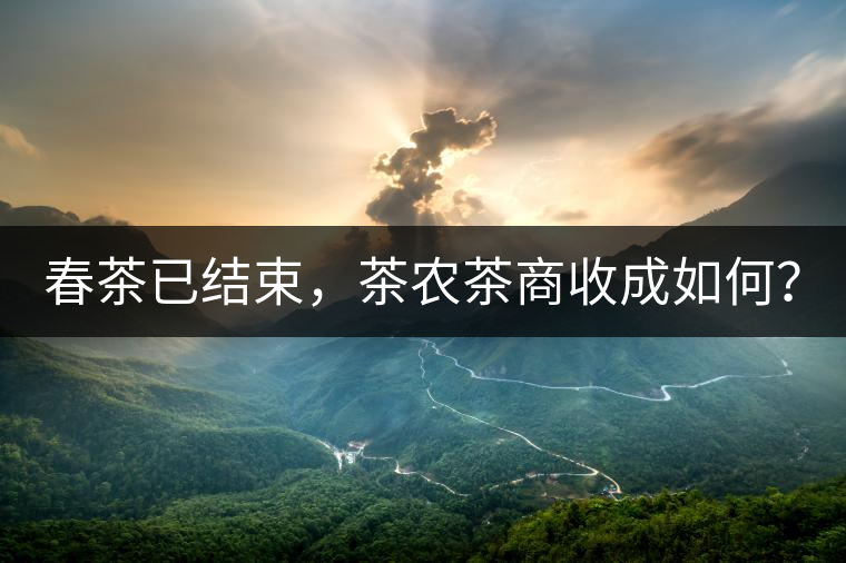 春茶已結束，茶農茶商收成如何？