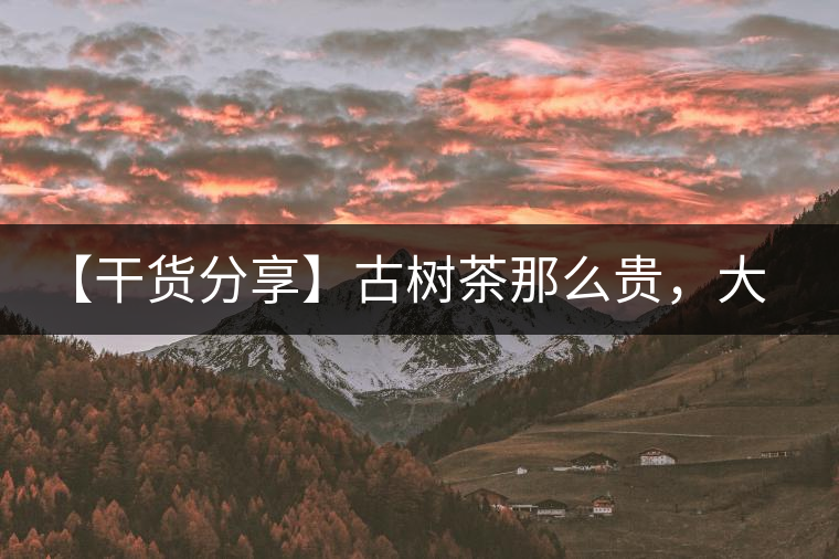 【干貨分享】古樹茶那么貴，大家為什么還在瘋狂追求？