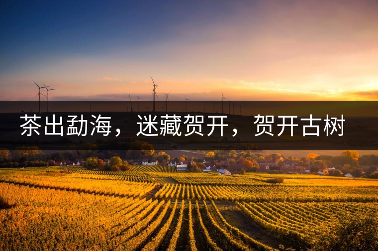 茶出勐海，迷藏賀開，賀開古樹普洱茶