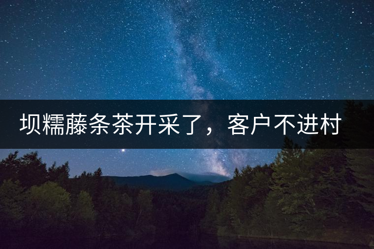 壩糯藤條茶開采了，客戶不進村，村民怎么賣茶？