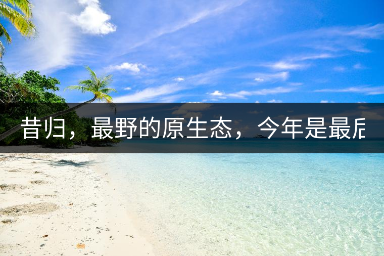 昔歸，最野的原生態(tài)，今年是最后一年了！