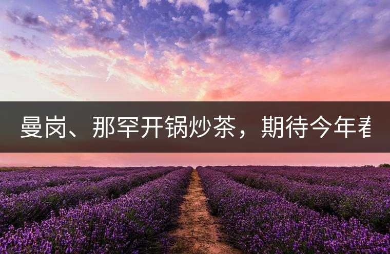 曼崗、那罕開鍋炒茶，期待今年春茶！