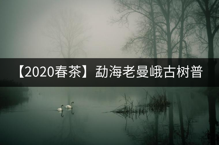 【2020春茶】勐海老曼峨古樹普洱茶生茶 200g生茶餅