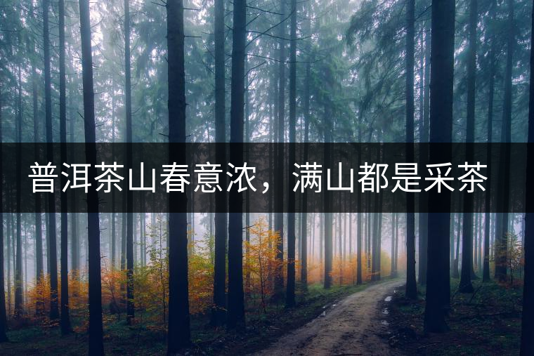 普洱茶山春意濃，滿山都是采茶人