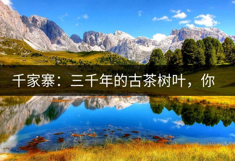 千家寨：三千年的古茶樹葉，你還有機(jī)會(huì)喝到嗎？