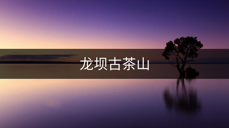 龍壩古茶山