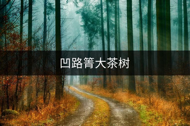 凹路箐大茶樹