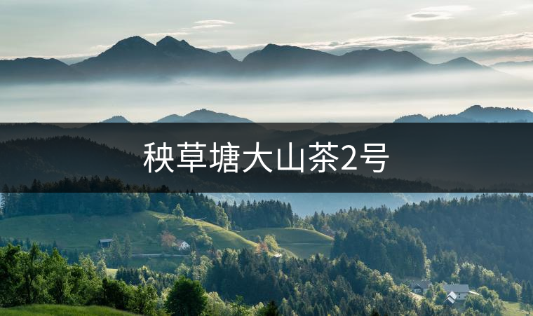 秧草塘大山茶2號 秧草塘大山茶2號