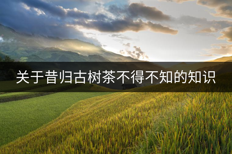 關(guān)于昔歸古樹茶不得不知的知識(shí)