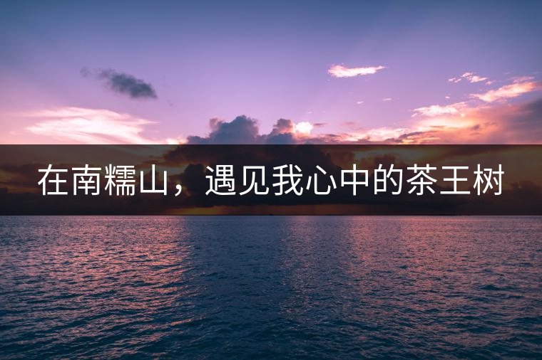 在南糯山，遇見我心中的茶王樹