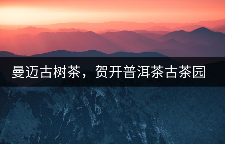 曼邁古樹茶，賀開普洱茶古茶園的華彩綻放