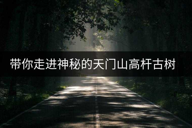 帶你走進神秘的天門山高桿古樹茶園 帶你走進神秘的天門山高桿古樹茶園