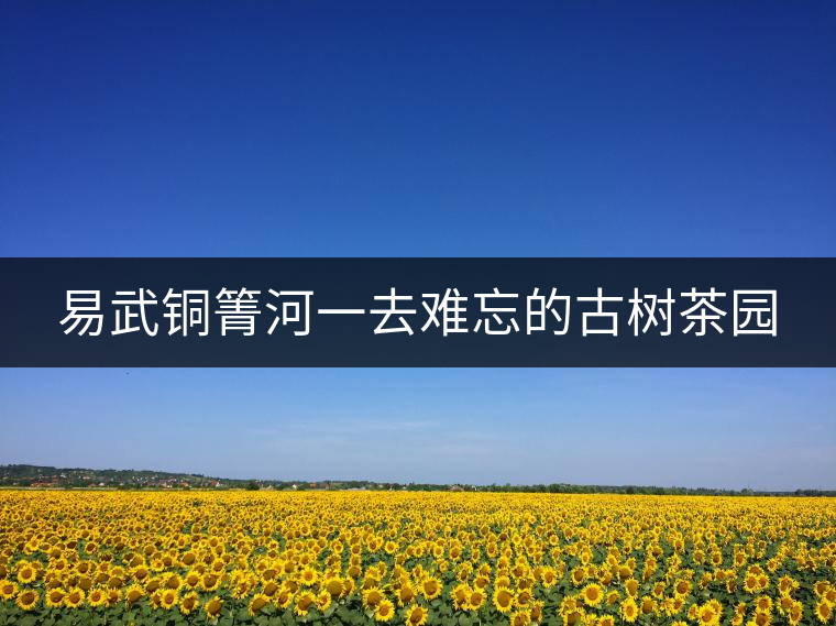 易武銅箐河一去難忘的古樹茶園