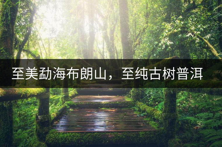 至美勐海布朗山，至純古樹普洱茶