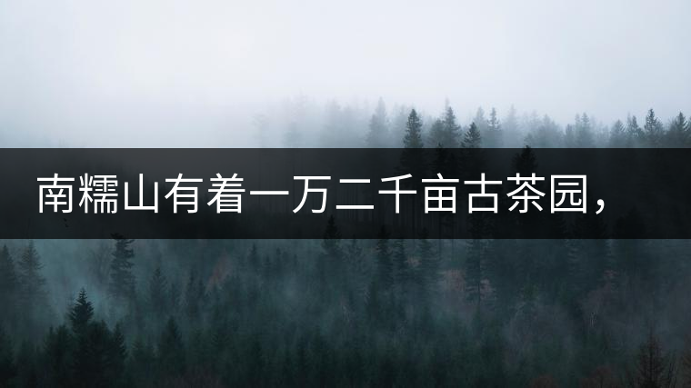 南糯山有著一萬(wàn)二千畝古茶園，還有一棵枯死八百年樹(shù)齡的茶王樹(shù)