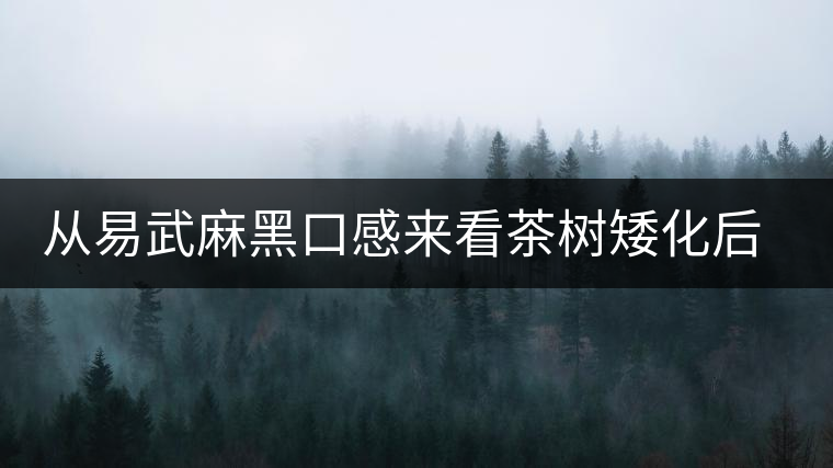 從易武麻黑口感來(lái)看茶樹矮化后的變化