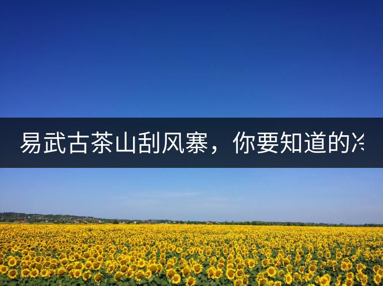 易武古茶山刮風(fēng)寨，你要知道的冷知識(shí)！