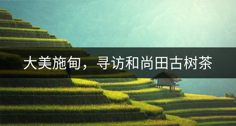 大美施甸，尋訪和尚田古樹茶