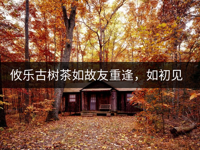 攸樂(lè)古樹(shù)茶如故友重逢，如初見(jiàn)傾心