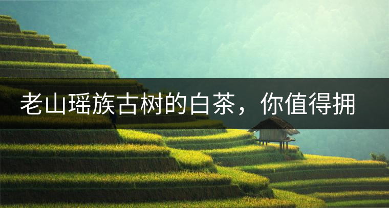 老山瑤族古樹的白茶，你值得擁有