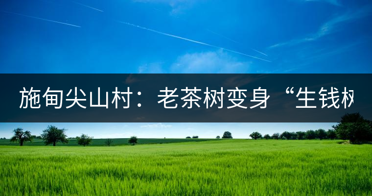 施甸尖山村：老茶樹變身“生錢樹”
