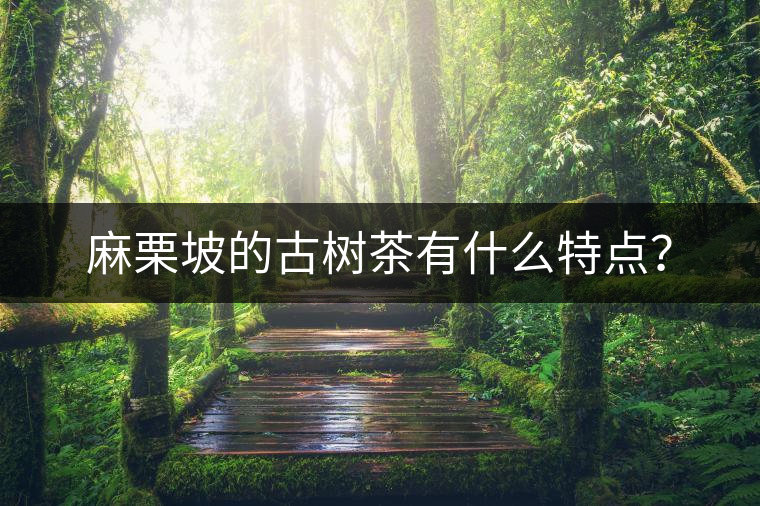 麻栗坡的古樹茶有什么特點(diǎn)？