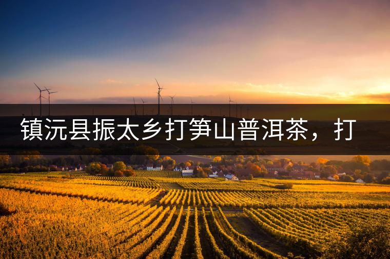 鎮(zhèn)沅縣振太鄉(xiāng)打筍山普洱茶，打筍山古樹(shù)茶口感特點(diǎn)