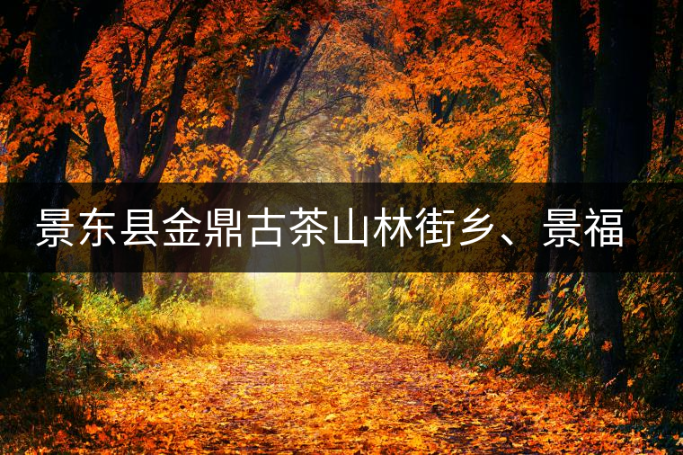 景東縣金鼎古茶山林街鄉(xiāng)、景福鄉(xiāng)、東鎮(zhèn)普洱茶