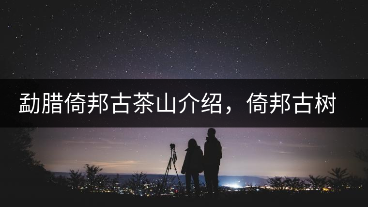 勐臘倚邦古茶山介紹，倚邦古樹(shù)茶口感特點(diǎn)